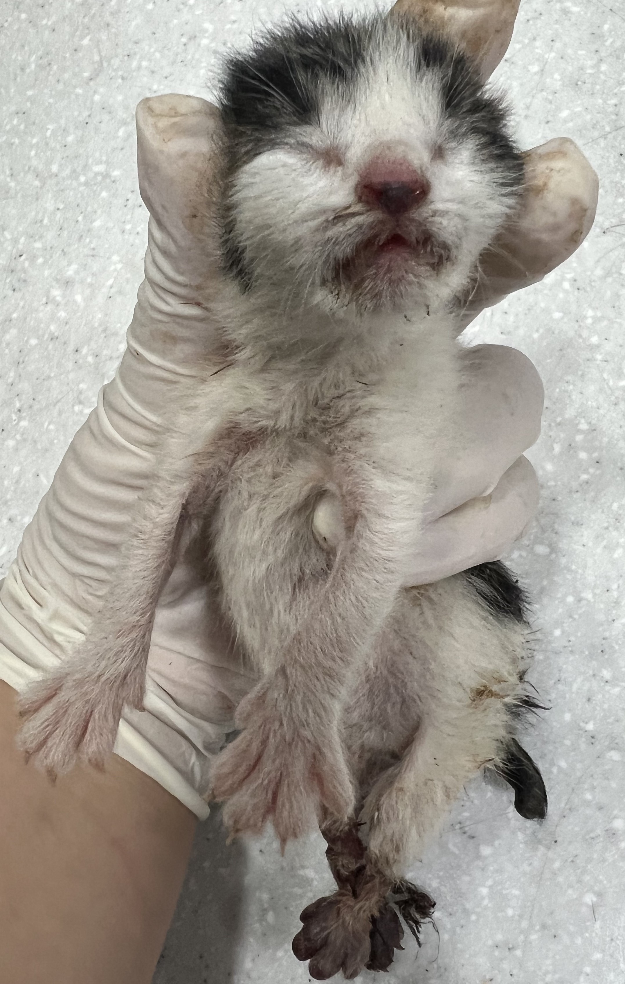 [고양이] 한국 고양이 서울-마포-2025-00077 유기동물 배경 이미지 입니다.