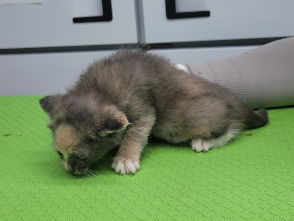 [고양이] 한국 고양이 인천-중구-2025-00239 유기동물 배경 이미지 입니다.