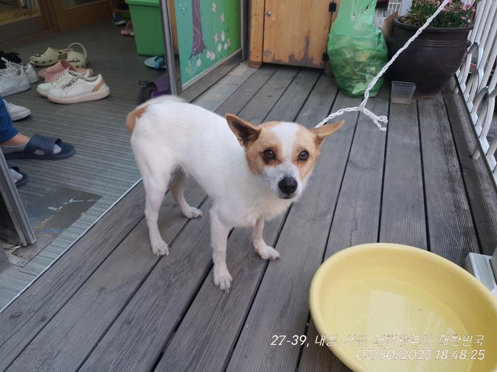 대전동물보호센터_430366202500324