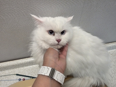 [고양이] 페르시안 부산-수영-2025-00131 유기동물 배경 이미지 입니다.