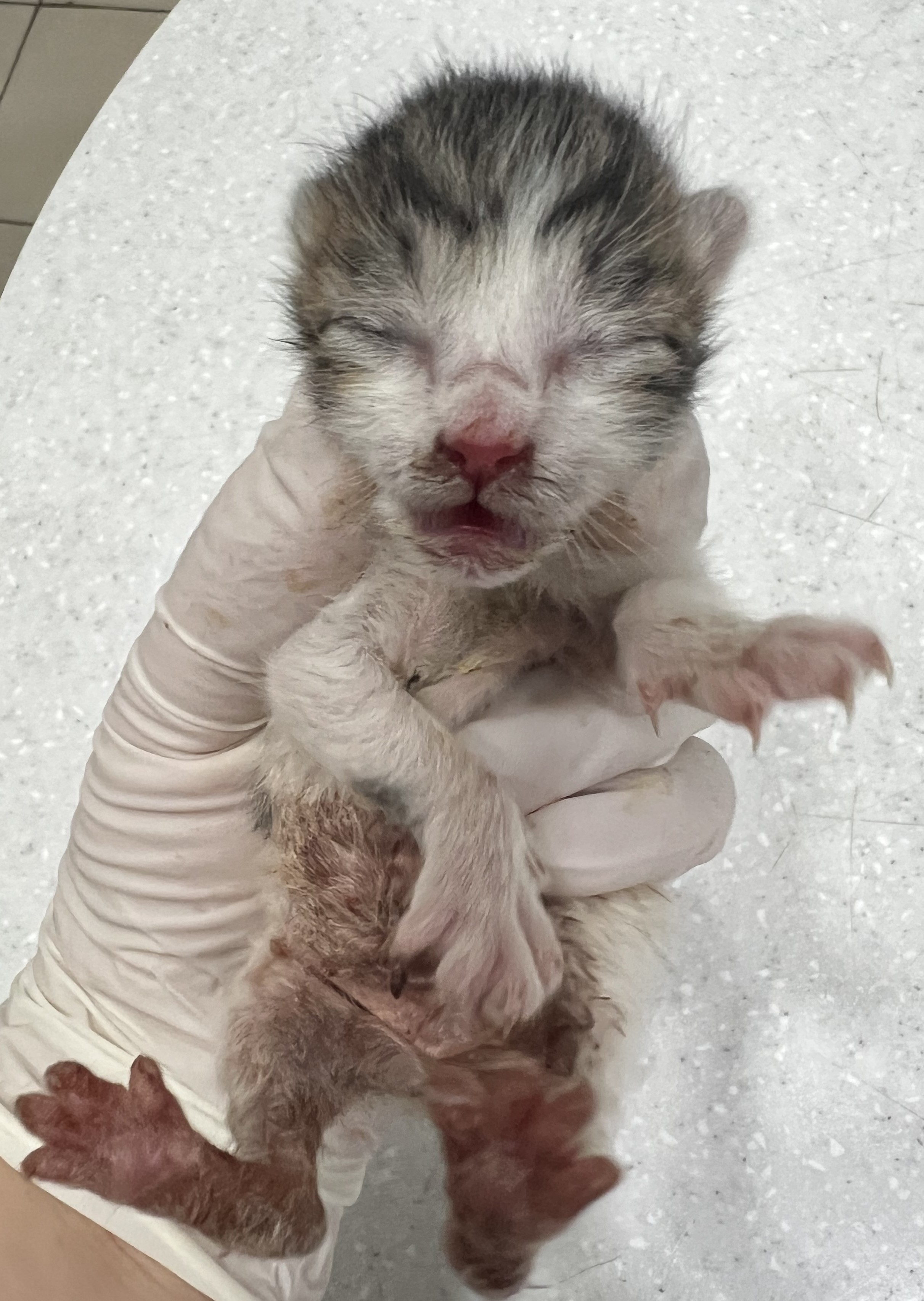 [고양이] 한국 고양이 서울-마포-2025-00075 유기동물 배경 이미지 입니다.