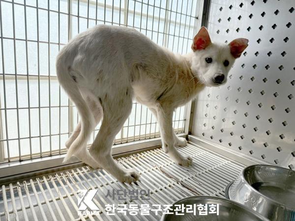 [개] 믹스견 경기-파주-2025-00432 유기동물 배경 이미지 입니다.