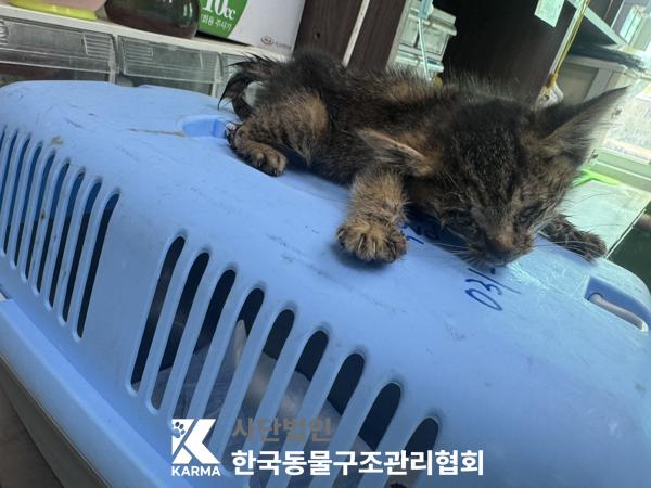 [고양이] 한국 고양이 서울-도봉-2025-00035 유기동물 배경 이미지 입니다.