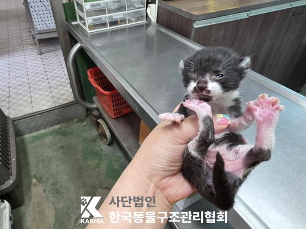 [고양이] 한국 고양이 서울-동대문-2025-00139 유기동물 배경 이미지 입니다.