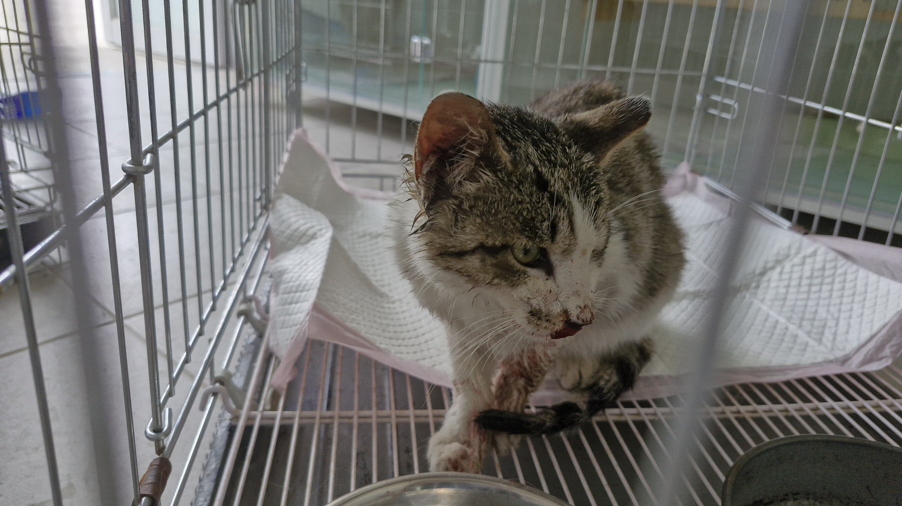 [고양이] 한국 고양이 강원-동해-2025-00080 유기동물 배경 이미지 입니다.