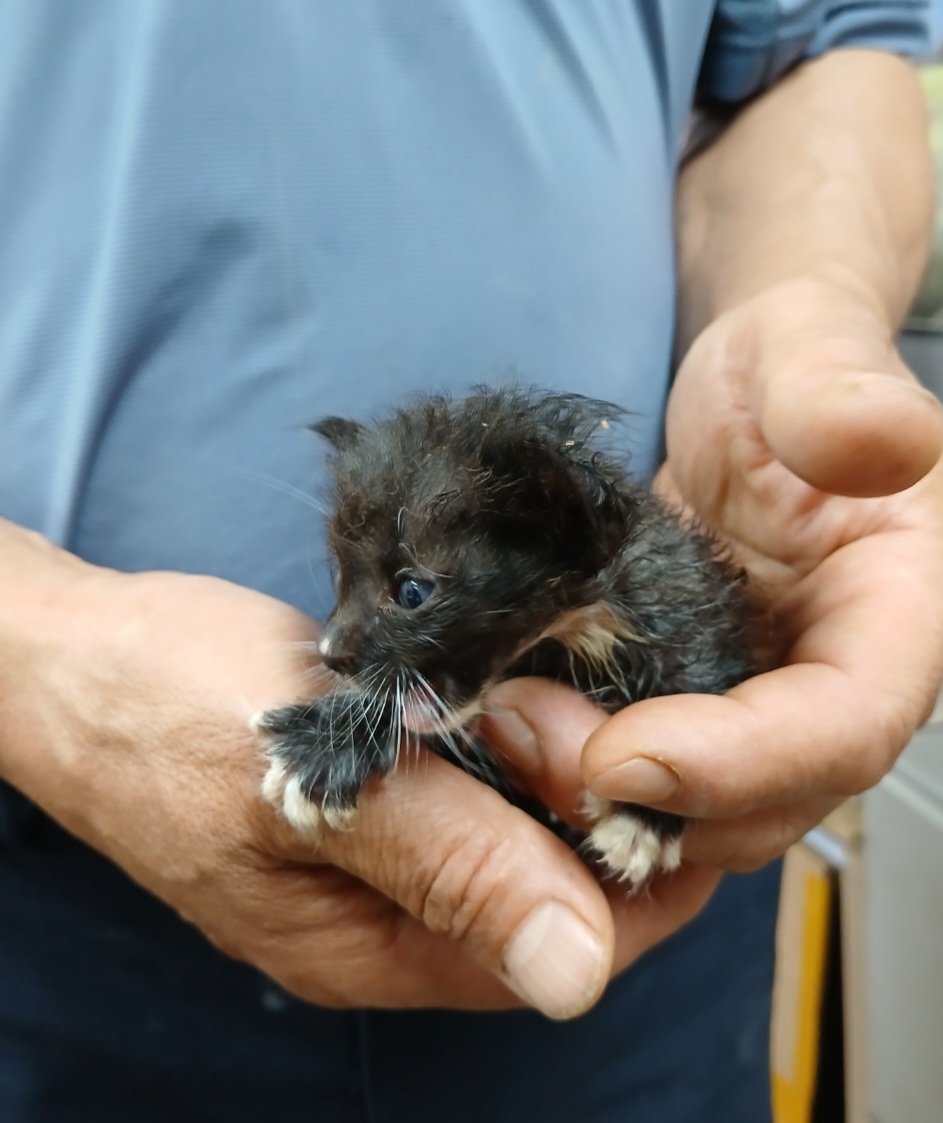 [고양이] 믹스묘 충북-음성-2025-00418 유기동물 배경 이미지 입니다.