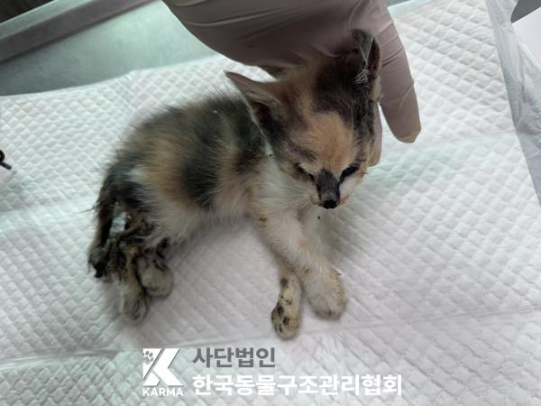 [고양이] 한국 고양이 경기-파주-2025-00429 유기동물 배경 이미지 입니다.