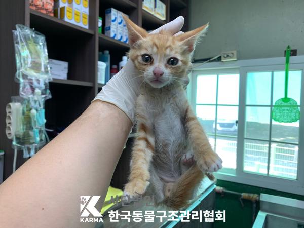 [고양이] 한국 고양이 경기-포천-2025-00502 유기동물 배경 이미지 입니다.