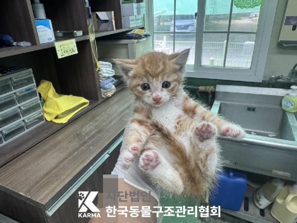 [고양이] 한국 고양이 서울-종로-2025-00052 유기동물 배경 이미지 입니다.