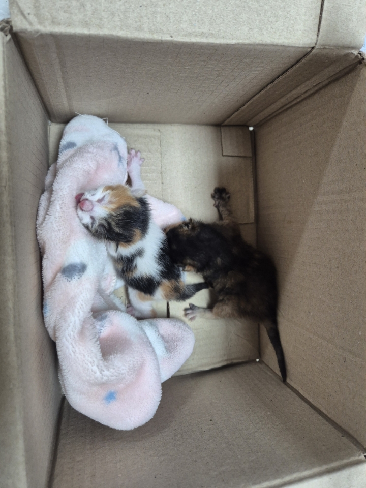 [고양이] 한국 고양이 충북-영동-2025-00121 유기동물 배경 이미지 입니다.