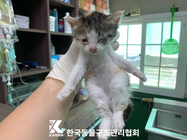 [고양이] 한국 고양이 경기-포천-2025-00501 유기동물 배경 이미지 입니다.