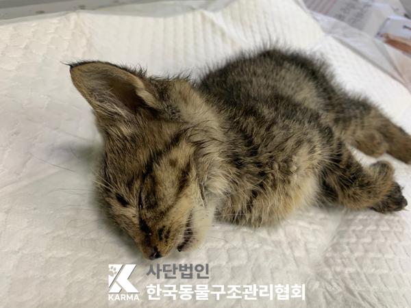 [고양이] 한국 고양이 경기-연천-2025-00203 유기동물 배경 이미지 입니다.