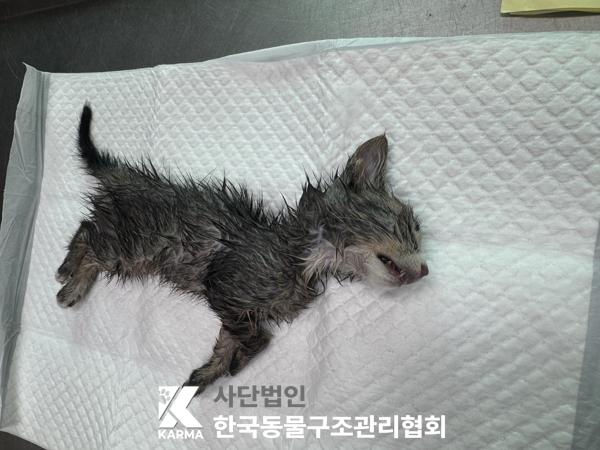 [고양이] 한국 고양이 경기-파주-2025-00435 유기동물 배경 이미지 입니다.