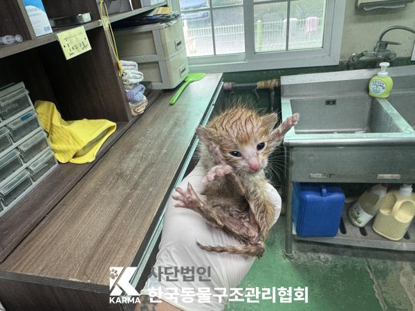 [고양이] 한국 고양이 경기-파주-2025-00434 유기동물 배경 이미지 입니다.