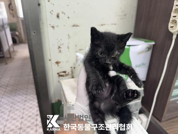 [고양이] 한국 고양이 경기-파주-2025-00430 유기동물 배경 이미지 입니다.