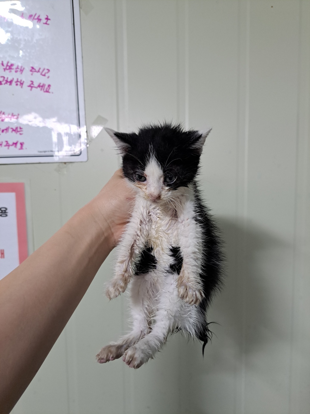 [고양이] 한국 고양이 부산-영도-2025-00082 유기동물 배경 이미지 입니다.