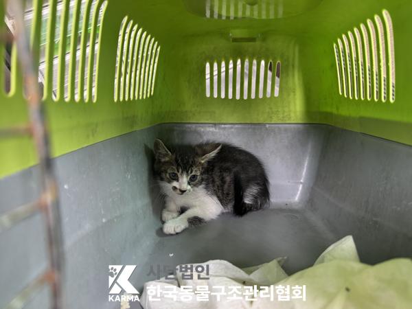 [고양이] 한국 고양이 서울-송파-2025-00060 유기동물 배경 이미지 입니다.