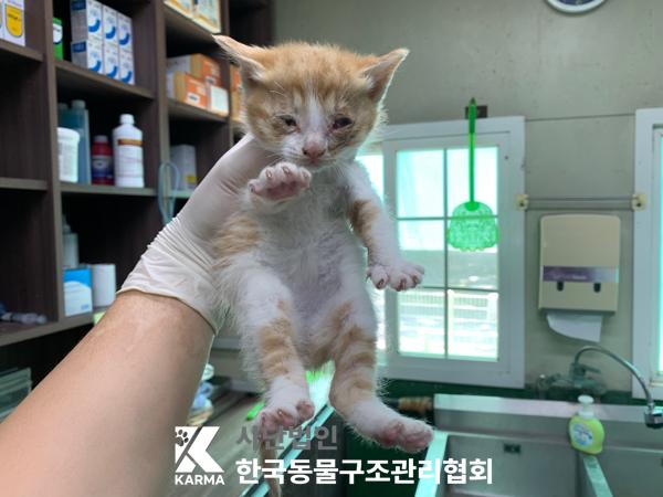 [고양이] 한국 고양이 경기-포천-2025-00498 유기동물 배경 이미지 입니다.