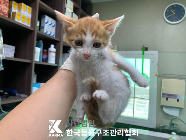 [고양이] 한국 고양이 경기-포천-2025-00500 유기동물 배경 이미지 입니다.