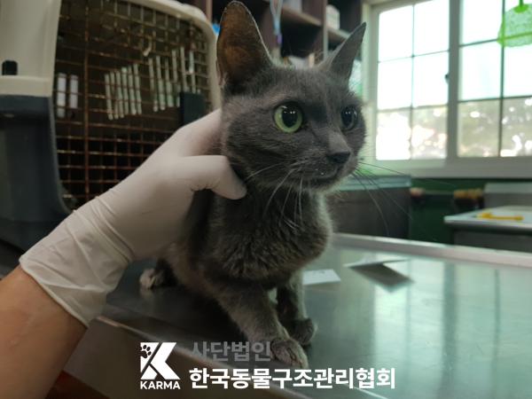 [고양이] 러시안 블루 서울-은평-2025-00104 유기동물 배경 이미지 입니다.