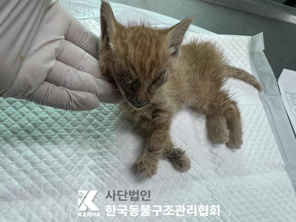 [고양이] 한국 고양이 경기-의정부-2025-00138 유기동물 배경 이미지 입니다.