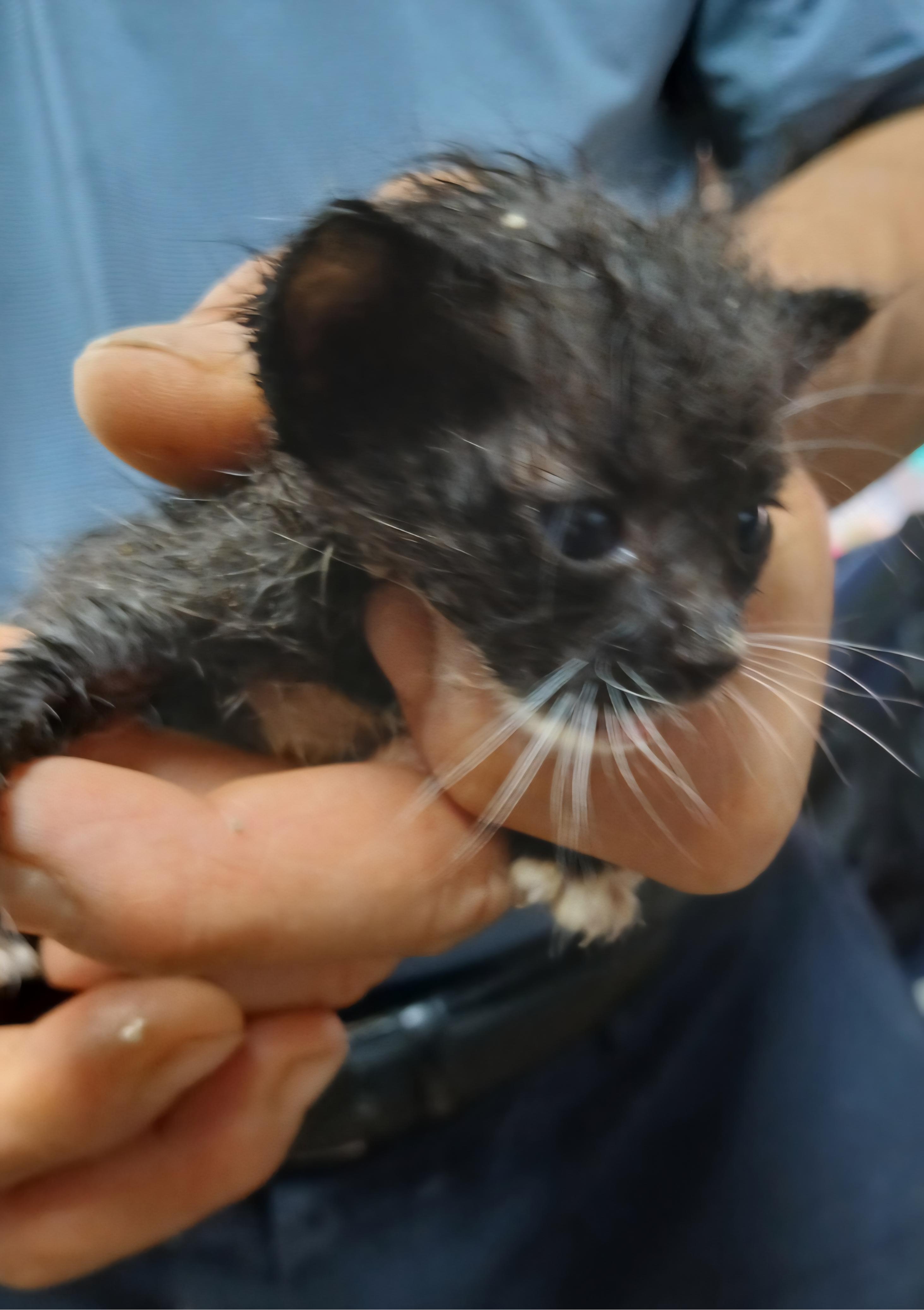 [고양이] 믹스묘 충북-음성-2025-00417 유기동물 배경 이미지 입니다.