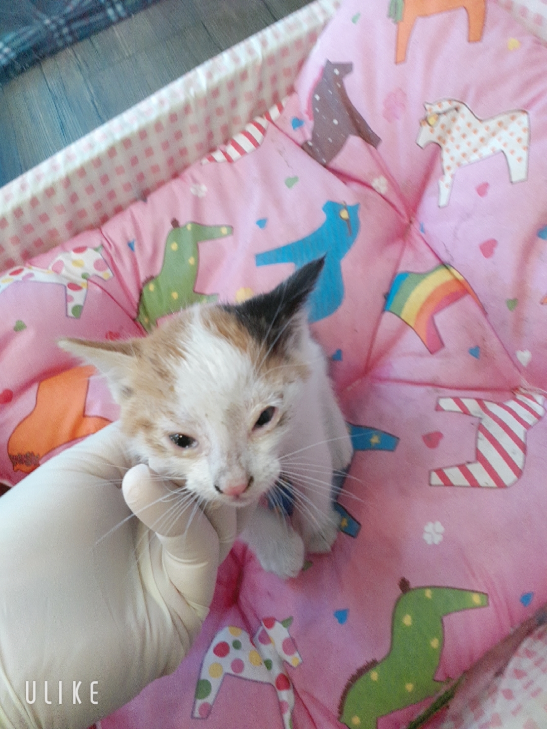 [고양이] 한국 고양이 경기-오산-2025-00108 유기동물 배경 이미지 입니다.
