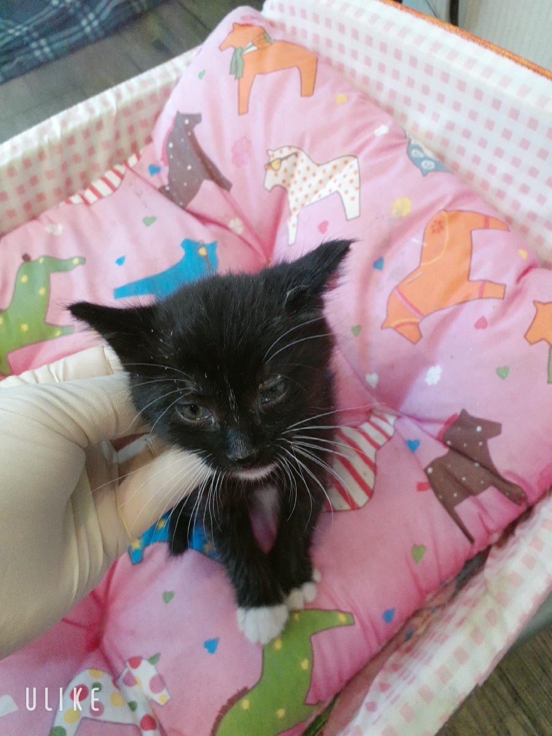 [고양이] 한국 고양이 경기-오산-2025-00107 유기동물 배경 이미지 입니다.