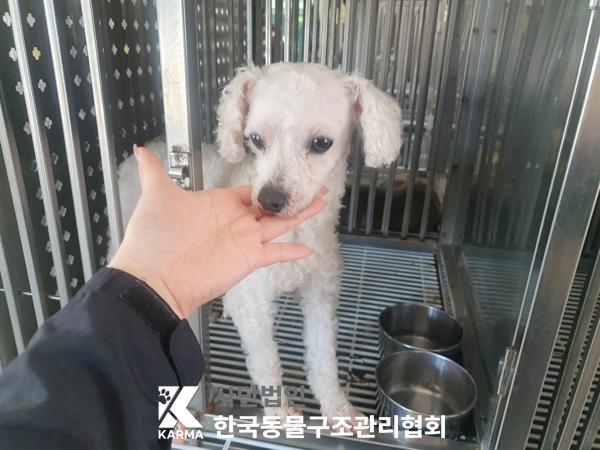 [개] 비숑 프리제 경기-파주-2025-00433 유기동물 배경 이미지 입니다.
