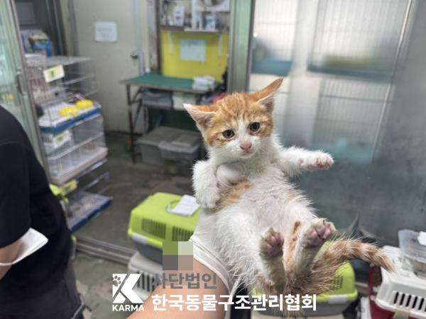 [고양이] 한국 고양이 경기-포천-2025-00504 유기동물 배경 이미지 입니다.