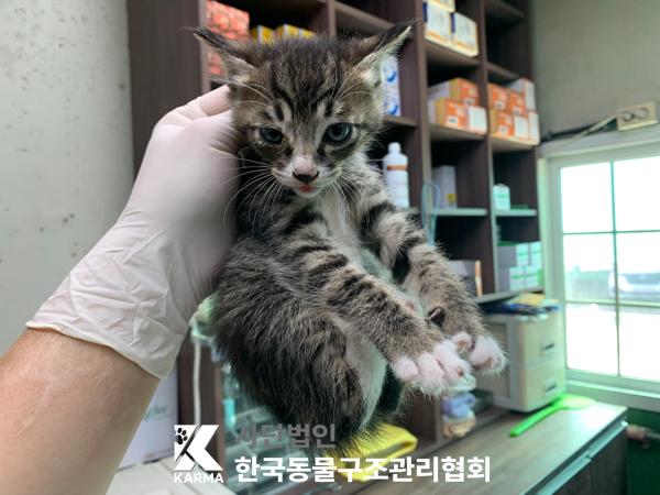 [고양이] 한국 고양이 서울-구로-2025-00066 유기동물 배경 이미지 입니다.