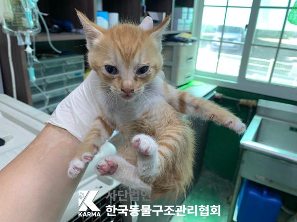 [고양이] 한국 고양이 서울-구로-2025-00067 유기동물 배경 이미지 입니다.