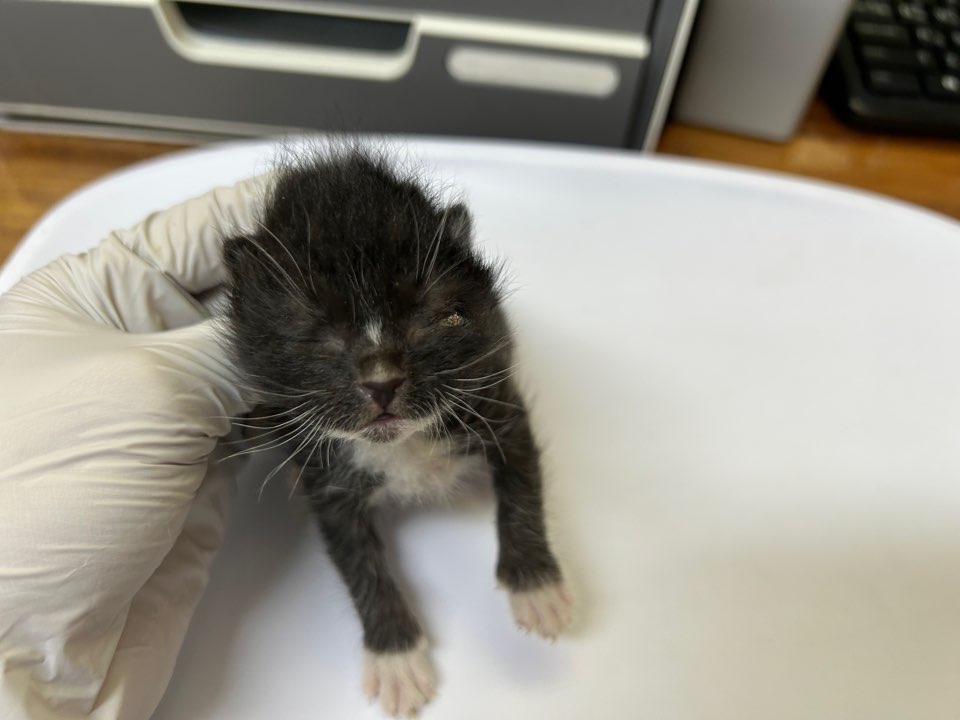 [고양이] 한국 고양이 광주-북구-2025-00233 유기동물 배경 이미지 입니다.