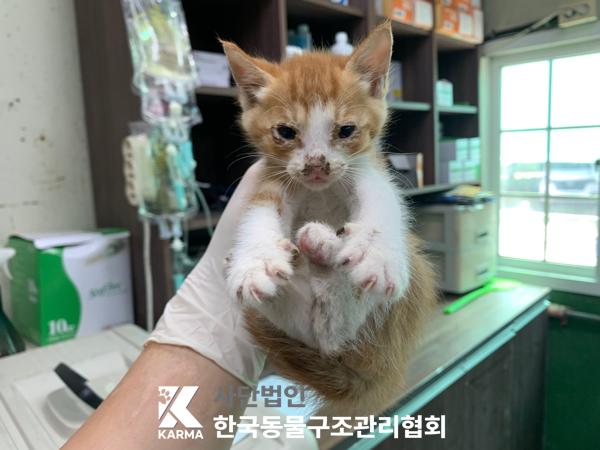 [고양이] 한국 고양이 서울-구로-2025-00068 유기동물 배경 이미지 입니다.