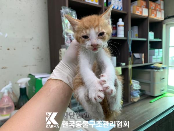 [고양이] 한국 고양이 서울-구로-2025-00069 유기동물 배경 이미지 입니다.