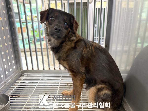 [개] 믹스견 서울-강북-2025-00069 유기동물 배경 이미지 입니다.