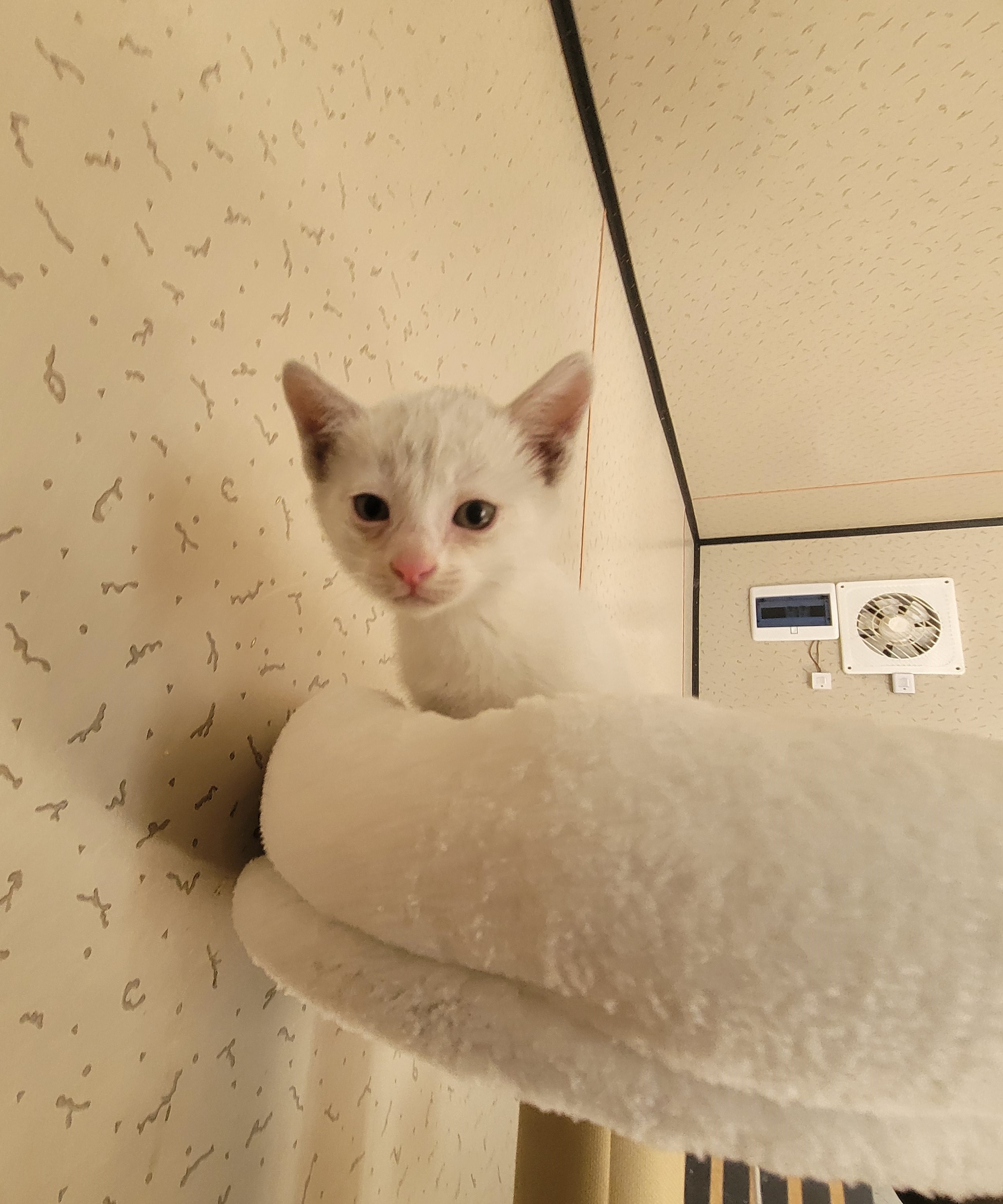 [고양이] 한국 고양이 경남-사천-2025-00282 유기동물 배경 이미지 입니다.