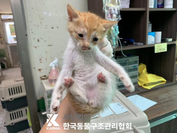 [고양이] 한국 고양이 서울-구로-2025-00070 유기동물 배경 이미지 입니다.