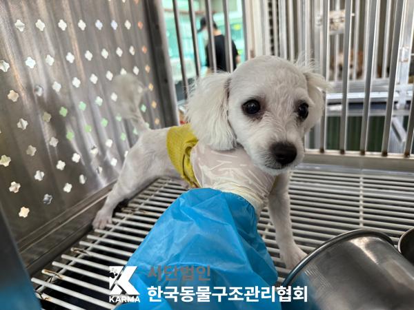 [개] 비숑 프리제 서울-강북-2025-00066 유기동물 배경 이미지 입니다.