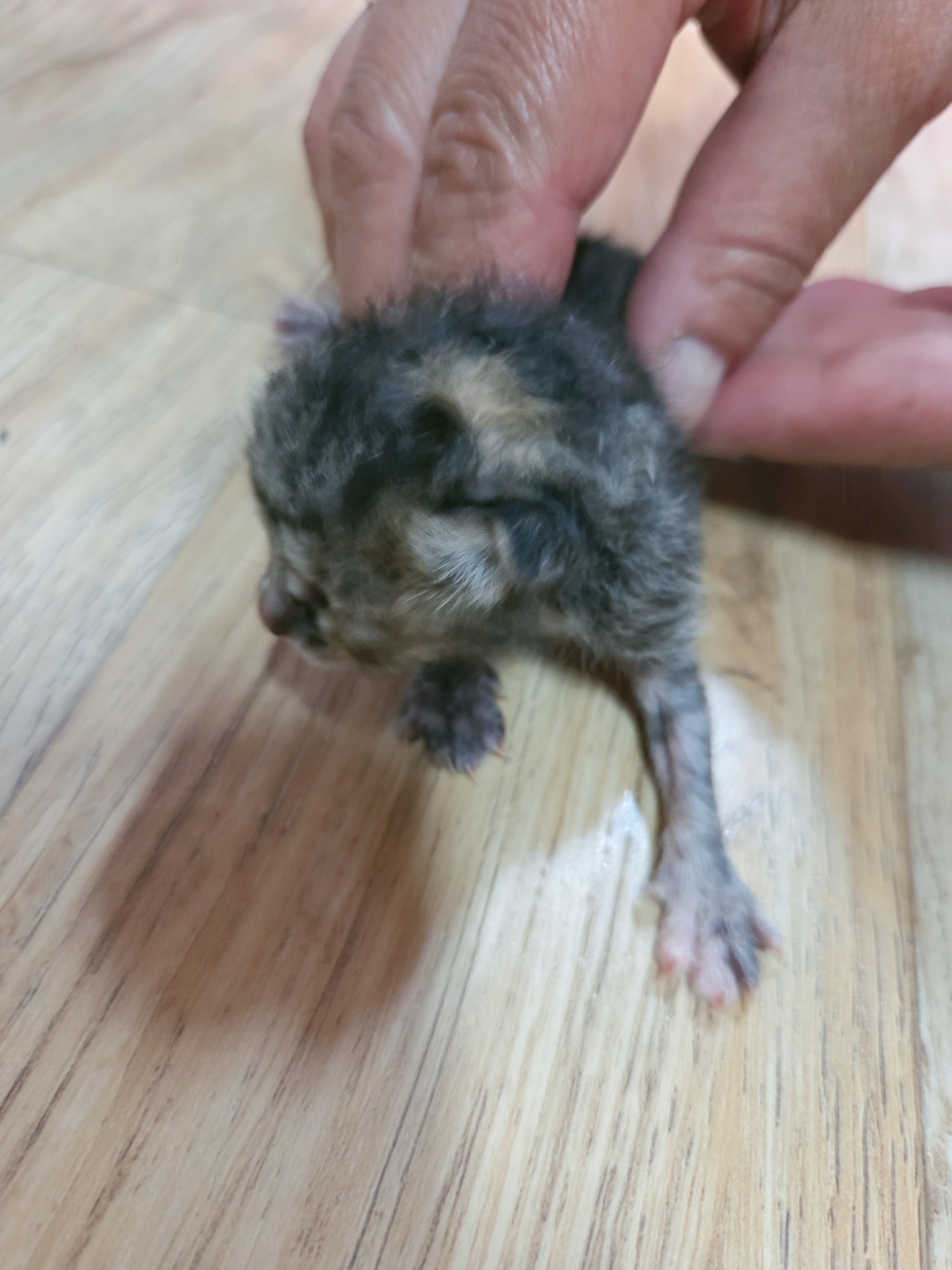 [고양이] 한국 고양이 전남-나주-2025-00683 유기동물 배경 이미지 입니다.