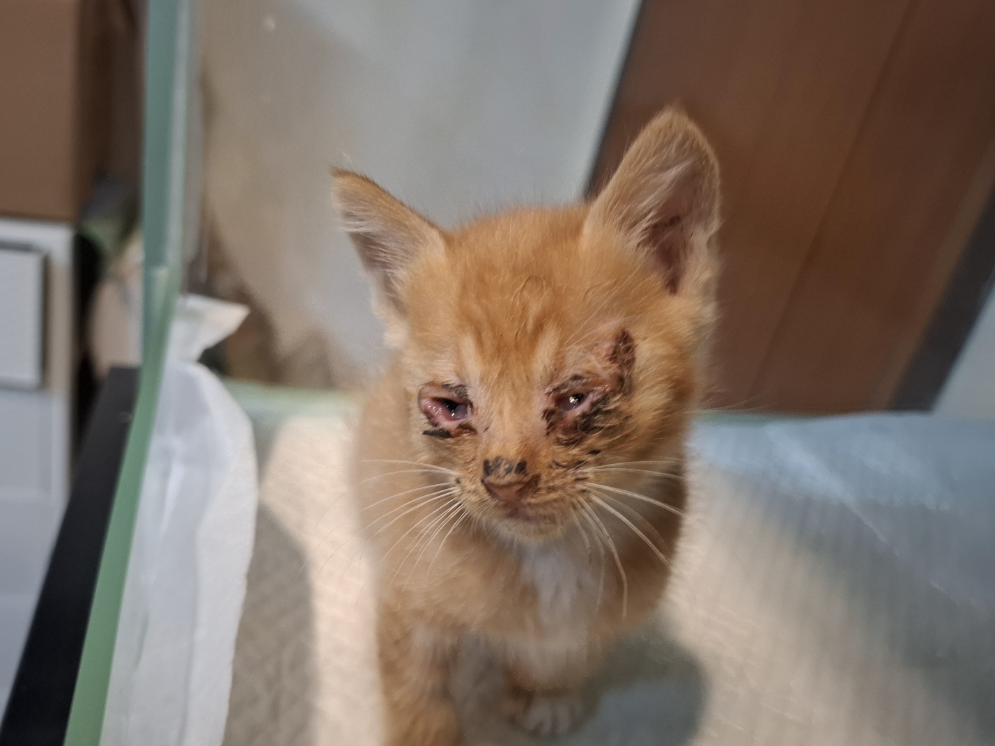 [고양이] 한국 고양이 전북-전주-2025-00463 유기동물 배경 이미지 입니다.