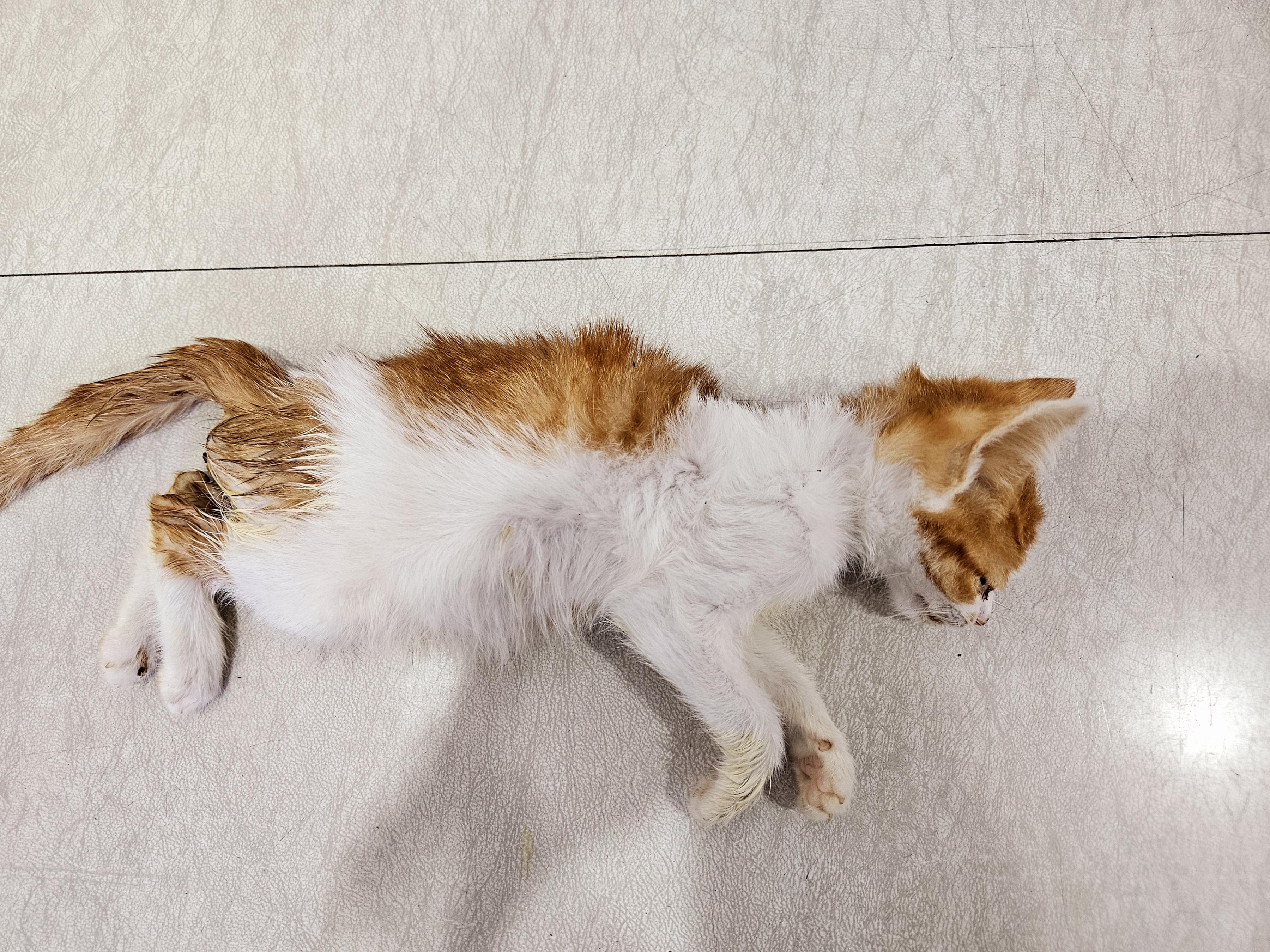 [고양이] 한국 고양이 대구-수성-2025-00272 유기동물 배경 이미지 입니다.