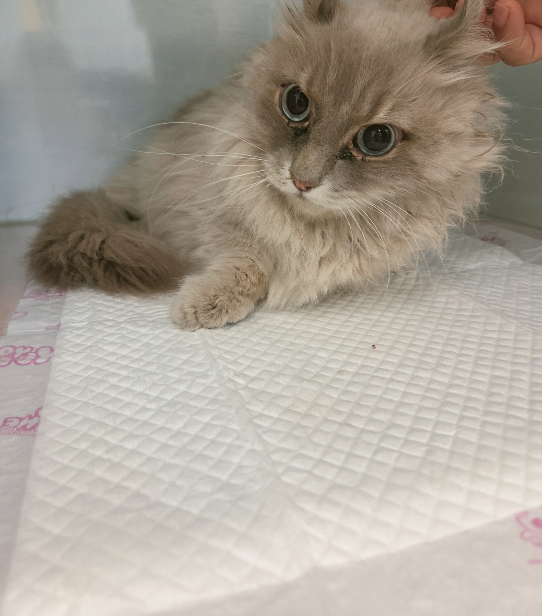 [고양이] 페르시안 전남-나주-2025-00684 유기동물 배경 이미지 입니다.