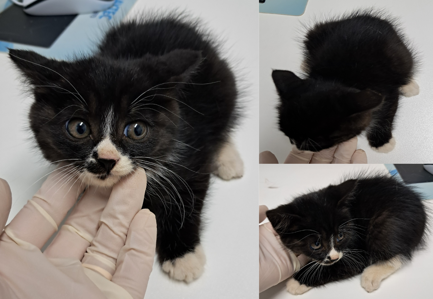 [고양이] 한국 고양이 충남-서산-2025-00303 유기동물 배경 이미지 입니다.