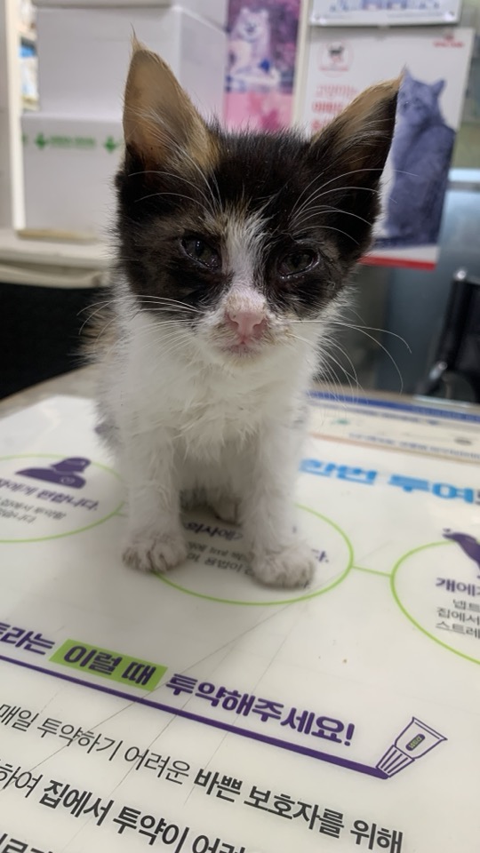 [고양이] 한국 고양이 인천-부평-2025-00267 유기동물 배경 이미지 입니다.