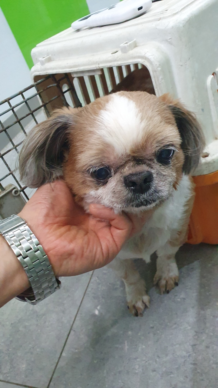 [개] 시츄 경기-성남-2025-00225 유기동물 배경 이미지 입니다.