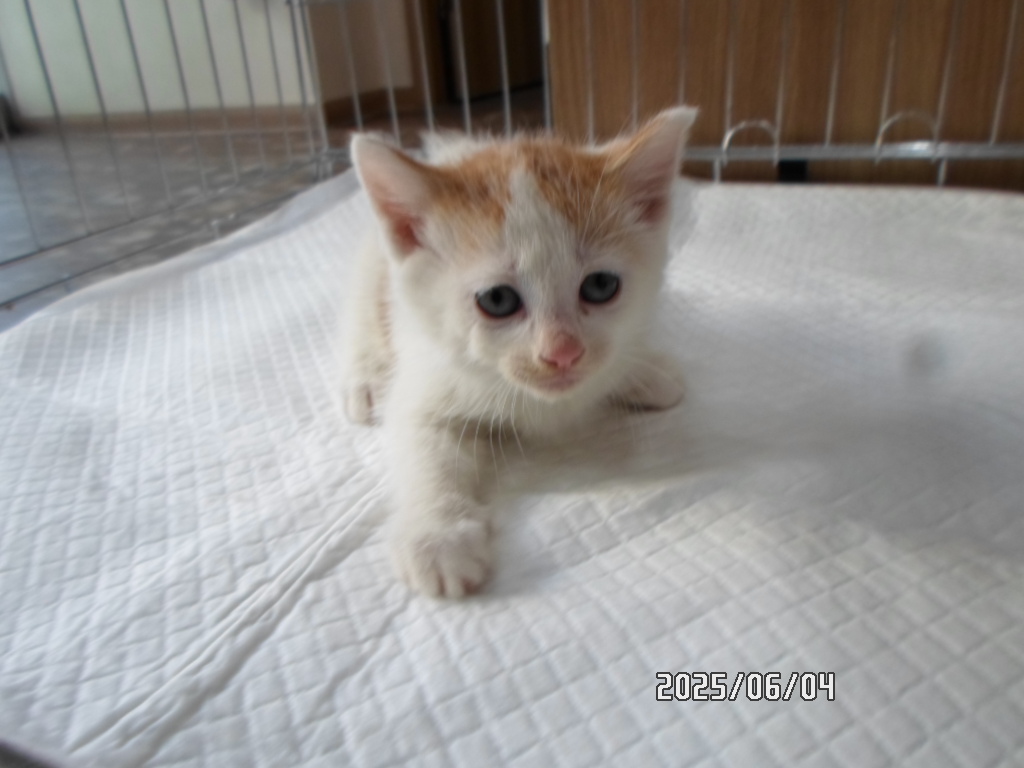 [고양이] 한국 고양이 서울-관악-2025-00123 유기동물 배경 이미지 입니다.