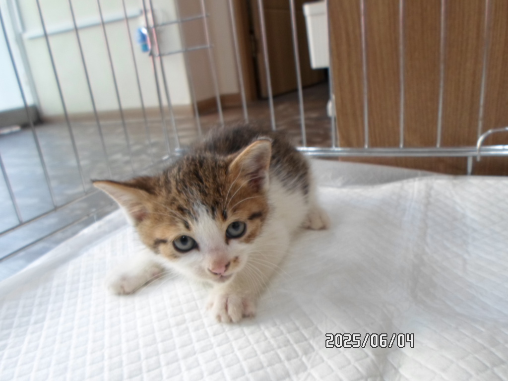 [고양이] 한국 고양이 서울-관악-2025-00122 유기동물 배경 이미지 입니다.