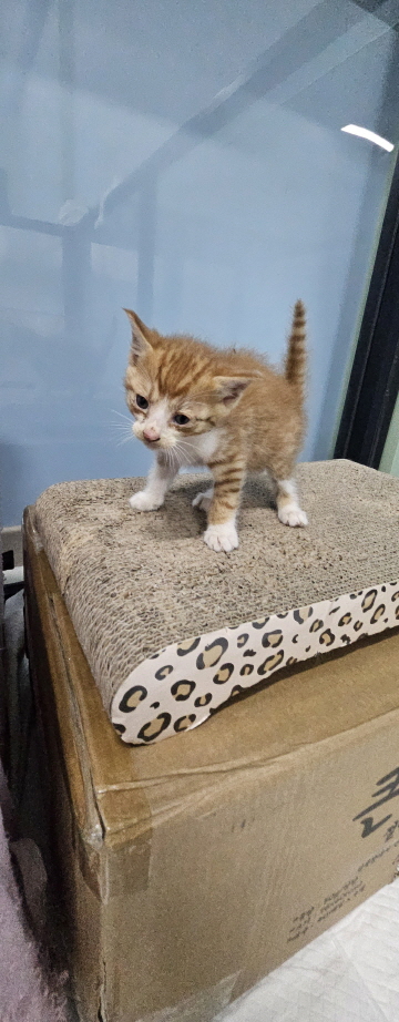 [고양이] 한국 고양이 전북-익산-2025-00760 유기동물 배경 이미지 입니다.