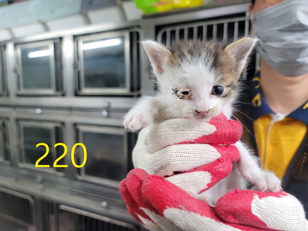 [고양이] 한국 고양이 인천-계양-2025-00220 유기동물 배경 이미지 입니다.